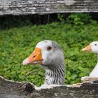 Einen passenden Titel zu finden, ist nicht (gans) einfach