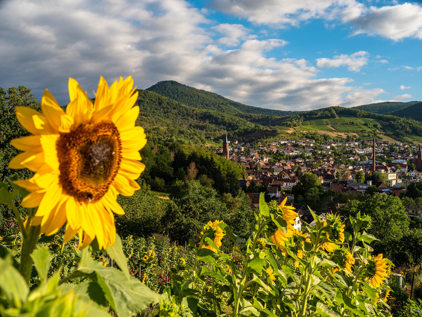 Einen Platz an der Sonne(nblume) ....