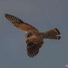 Einen prüfenden Blick im Vorbeiflug.... 