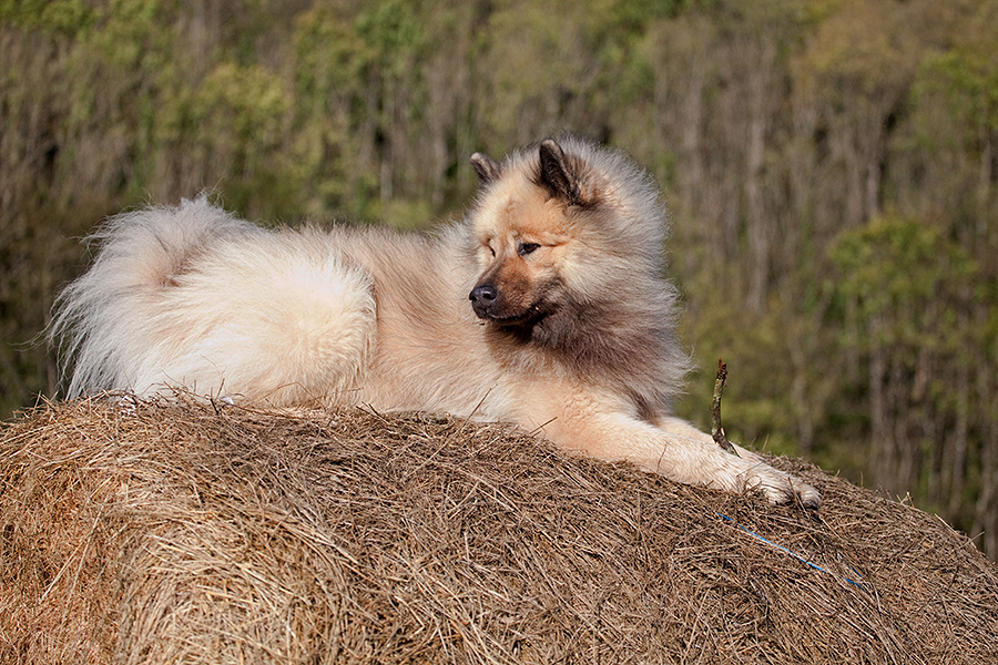 Einen relaxten Welthundetag