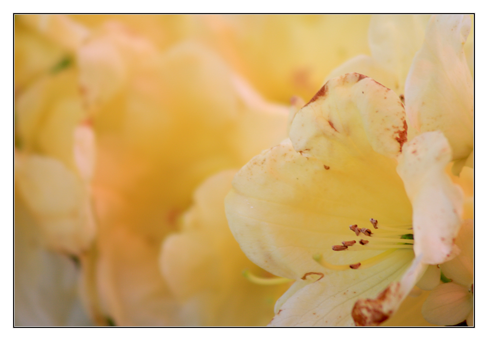 einen Rhododendron hab ich noch