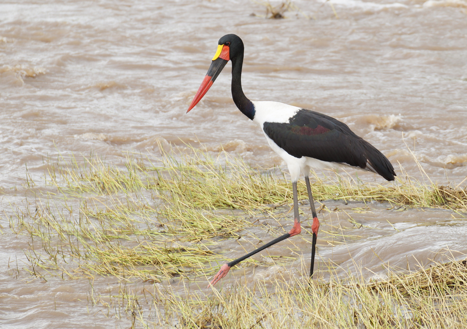 einen Riesenschnabel hatte dieser Sattelstorch