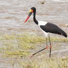 einen Riesenschnabel hatte dieser Sattelstorch