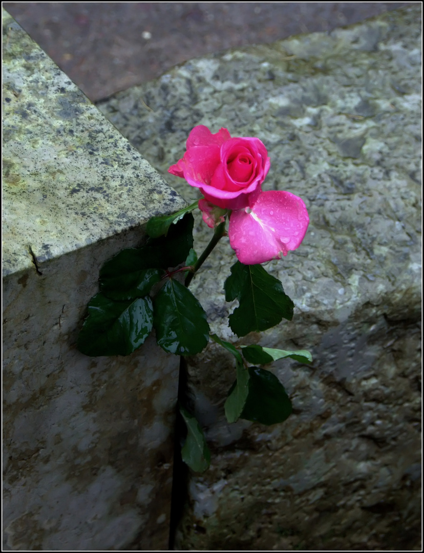 einen Rosengruß....