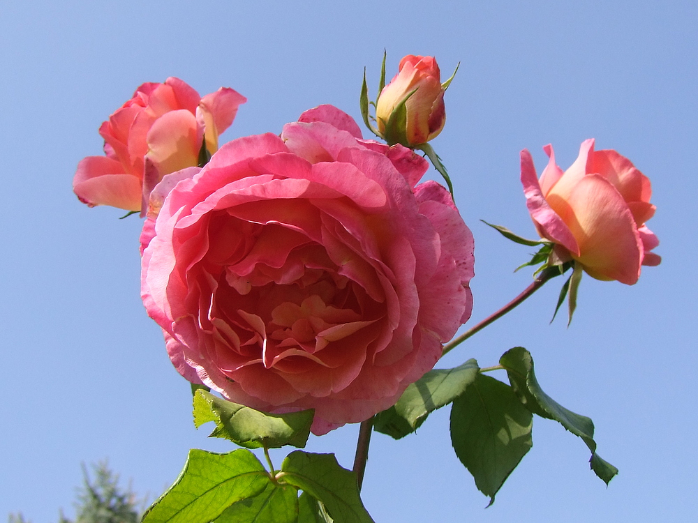 Einen Rosengruß aus den Burgenland