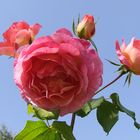 Einen Rosengruß aus den Burgenland