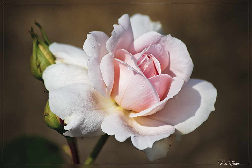 Einen Rosentraum...