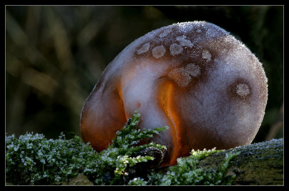 Einen Satz heiße Ohren ... – Mushroom in the back-light