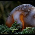 Einen Satz heiße Ohren ... – Mushroom in the back-light