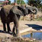 "Einen Schluck in Ehren ..." - Zoo Magdeburg