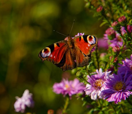 einen Schmetterling erwischt