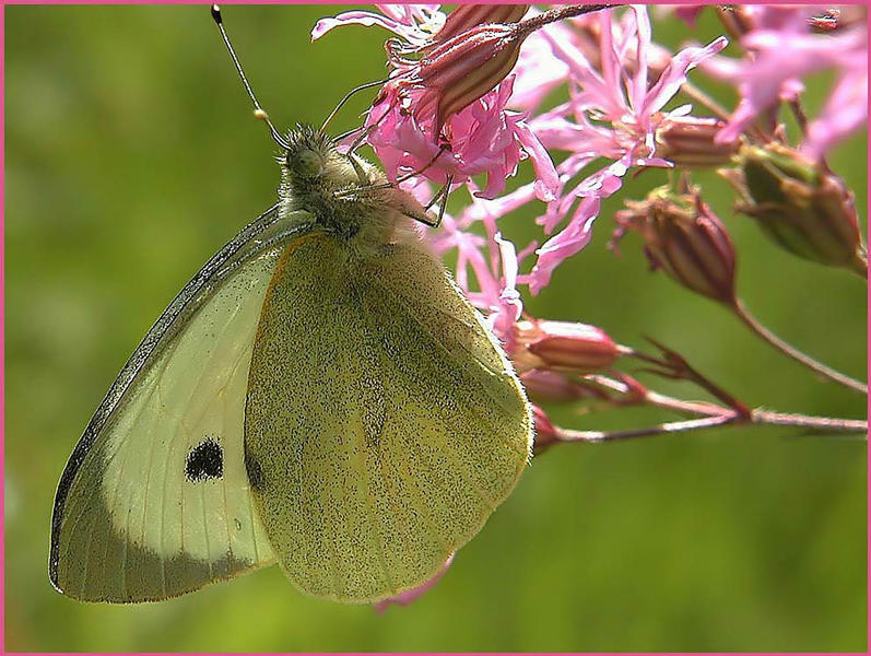 .. einen Schmetterling noch...