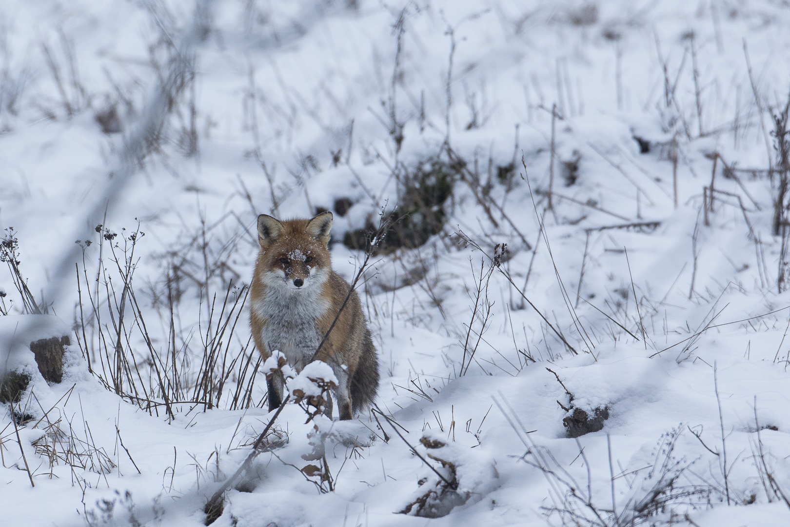 Einen Schneefuchs...