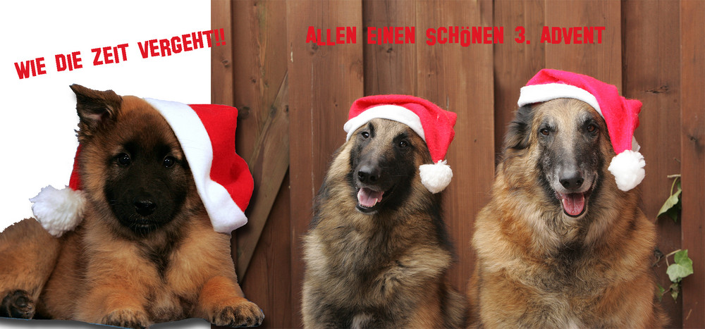 EINEN SCHÖNEN 3 ADVENT Foto Bild tiere haustiere