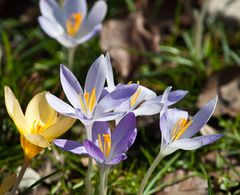 Einen schönen Frühlingssonntag für alle fc-Mitglieder !