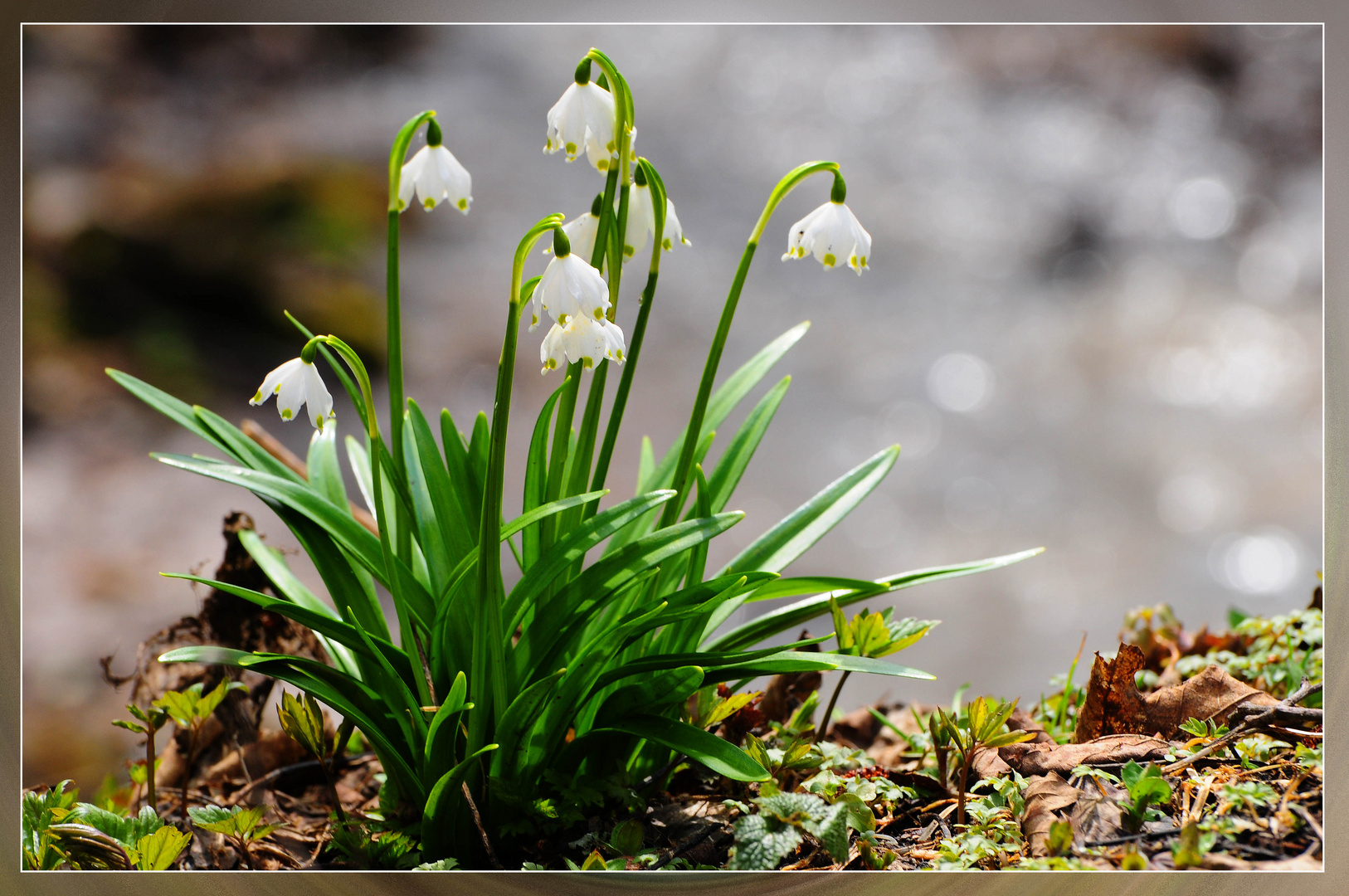 Einen schönen Gruß vom Frühling