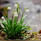 Einen schönen Gruß vom Frühling