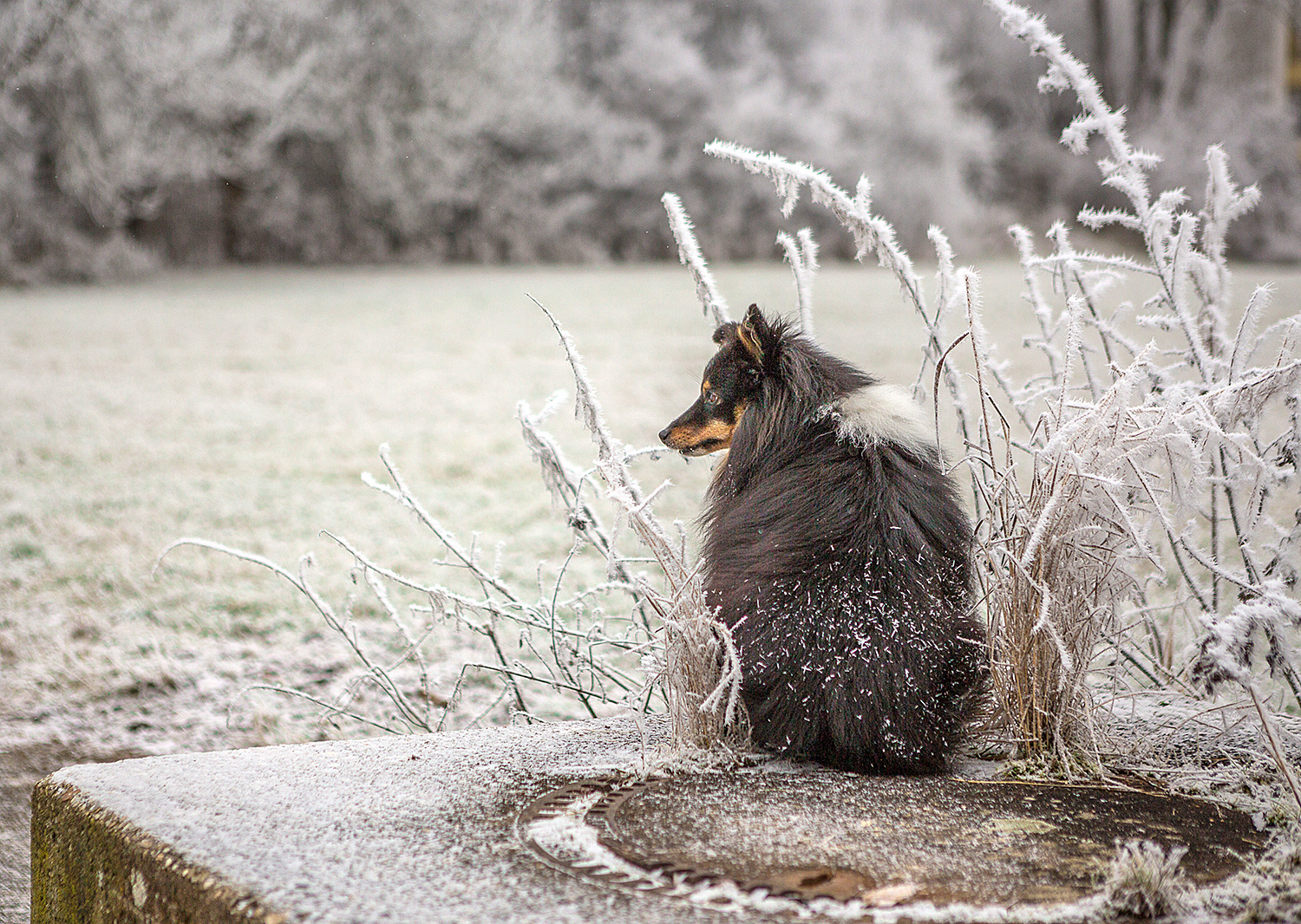 Einen Schonen Guten Morgen Foto Bild Winter Hunde Natur Bilder Auf Fotocommunity