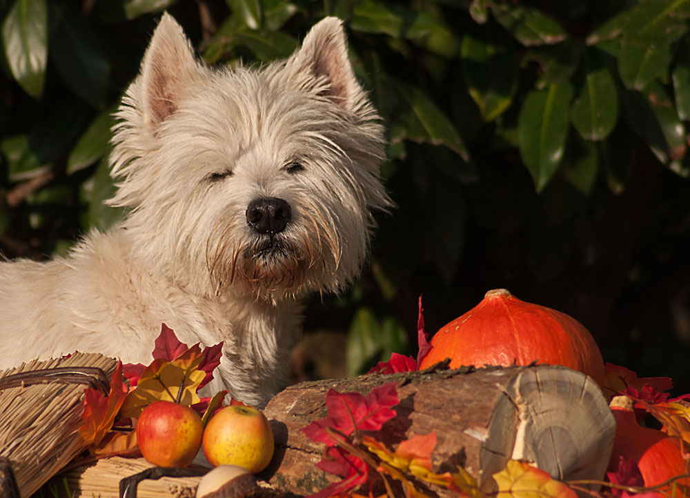 Einen schönen Herbst....