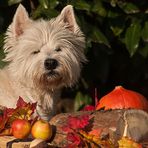 Einen schönen Herbst....