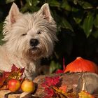 Einen schönen Herbst....