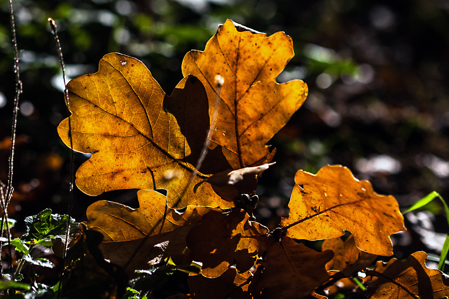 Einen schönen Herbstgruß aus Hückelhoven an alle Fotofreunde