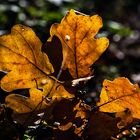 Einen schönen Herbstgruß aus Hückelhoven an alle Fotofreunde