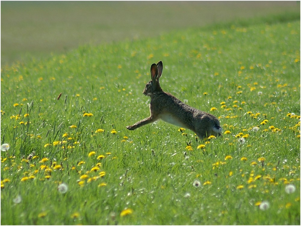 Einen schönen Sprung ins Wochenende! - Frohe Pfingsten -