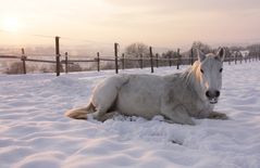 Einen schönen vierten Advent euch allen!