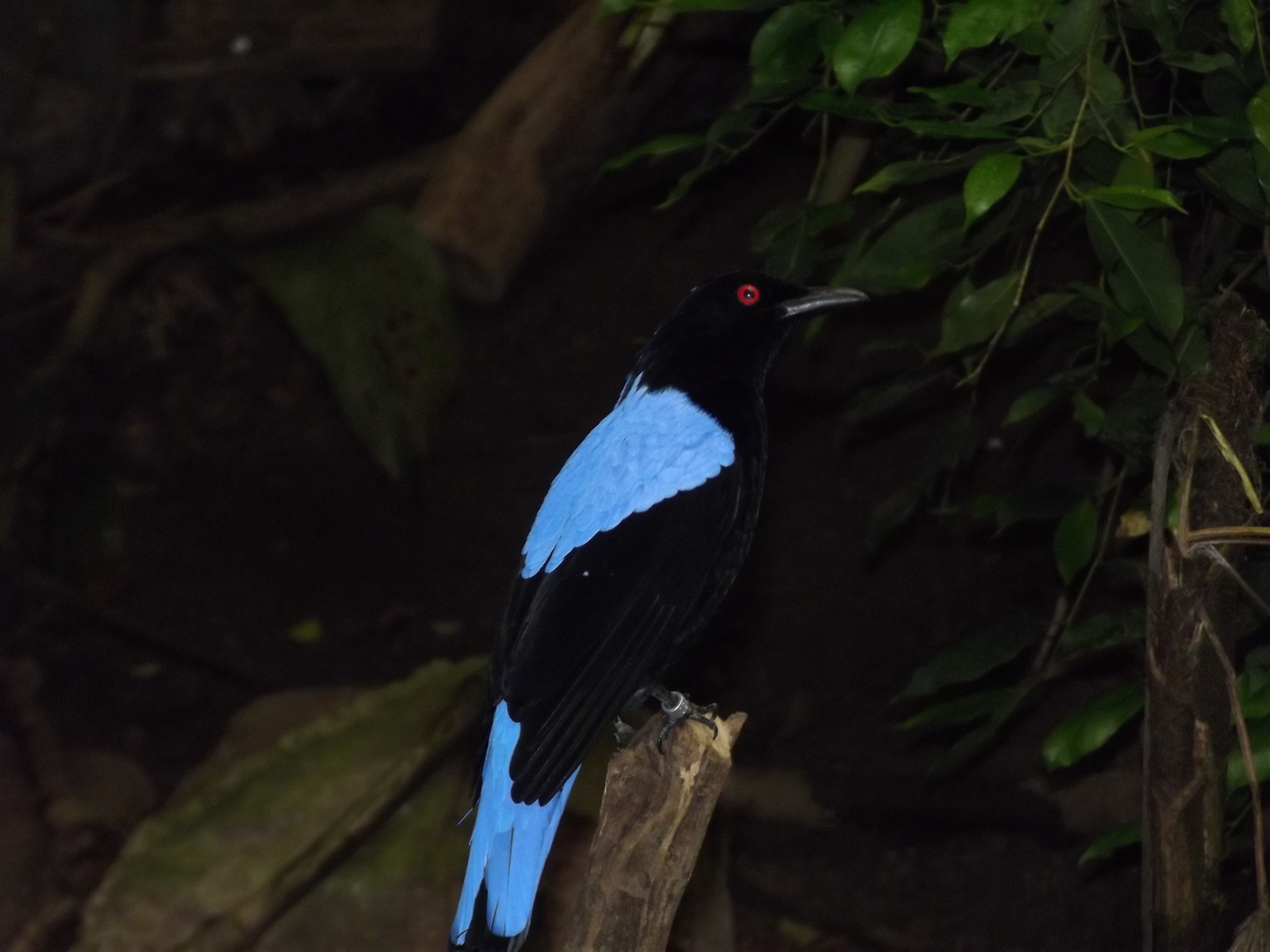 Einen schönen Vogel entstellt nichts..................