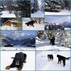 Einen schönen Winter mit Gill an der Lenk denk