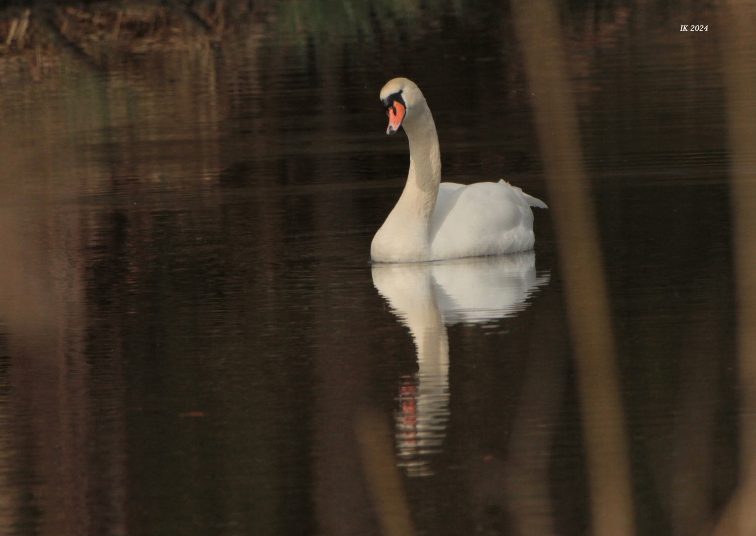 Einen Schwan.....