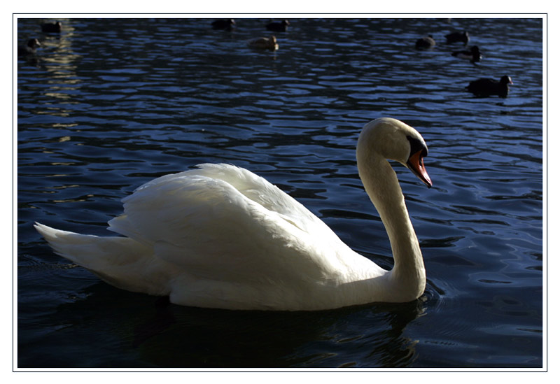 Einen Schwan habe ich noch !!