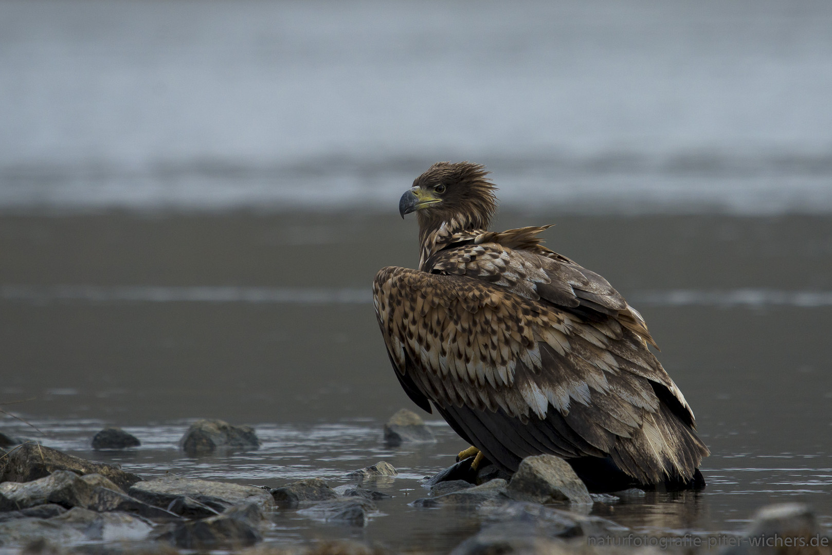 Einen Seeadler ..