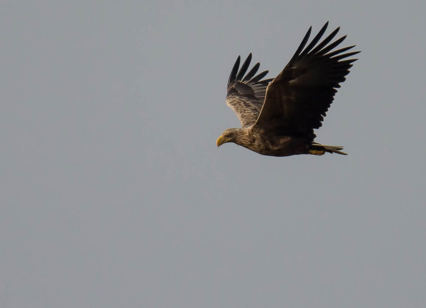 Einen Seeadler ...