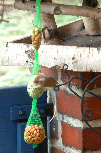 Einen seltenen Gast am Futterhaus...