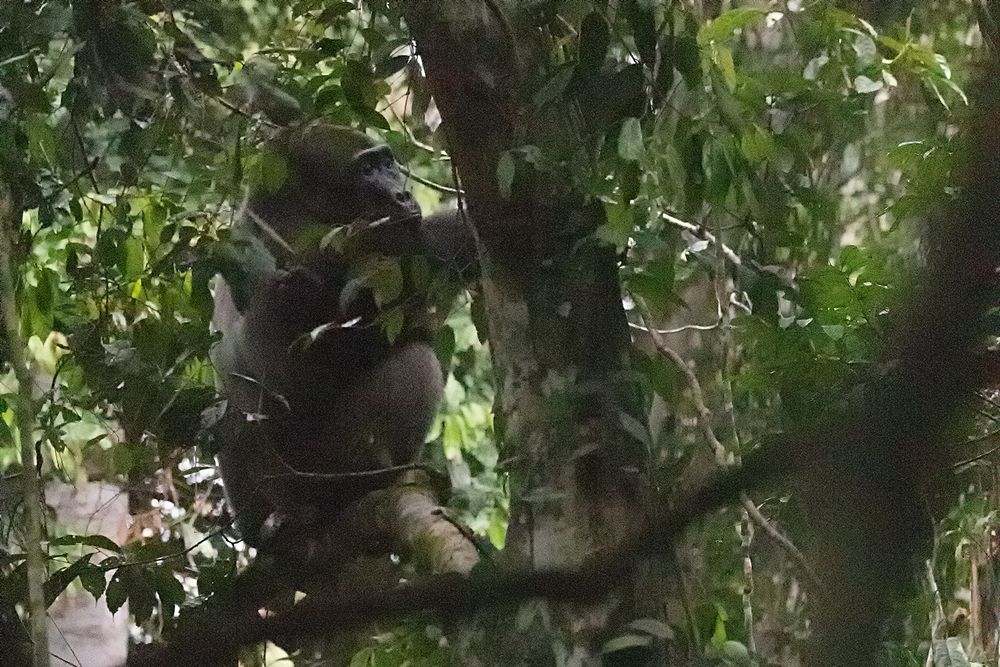 einen Silverback in einem Baum