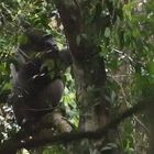 einen Silverback in einem Baum