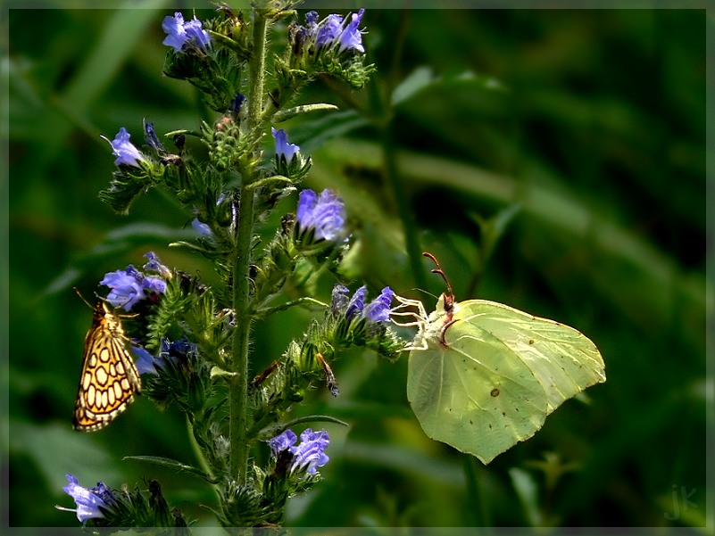 einen sommergruss...