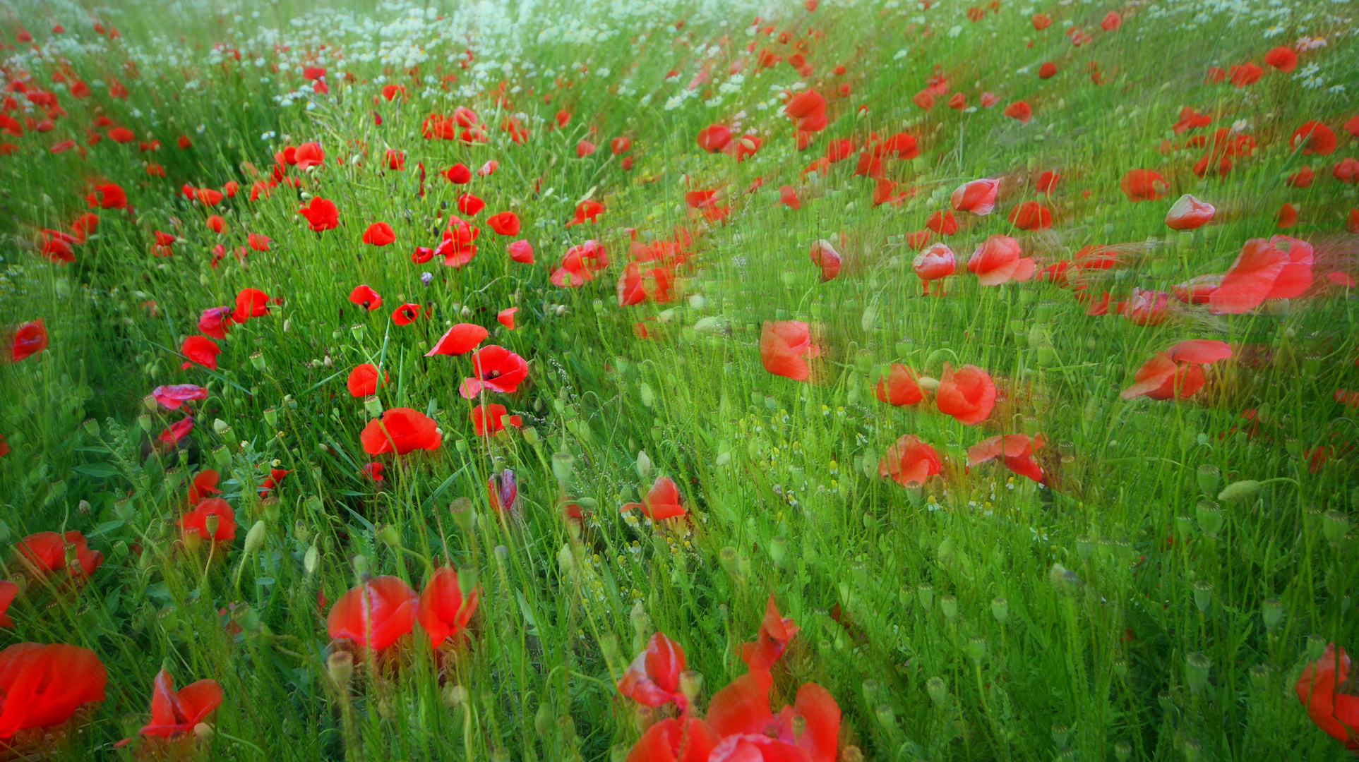 Einen Sommerlichen Gruß