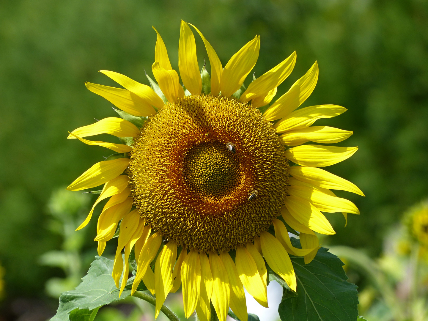 einen sonnigen Samstag