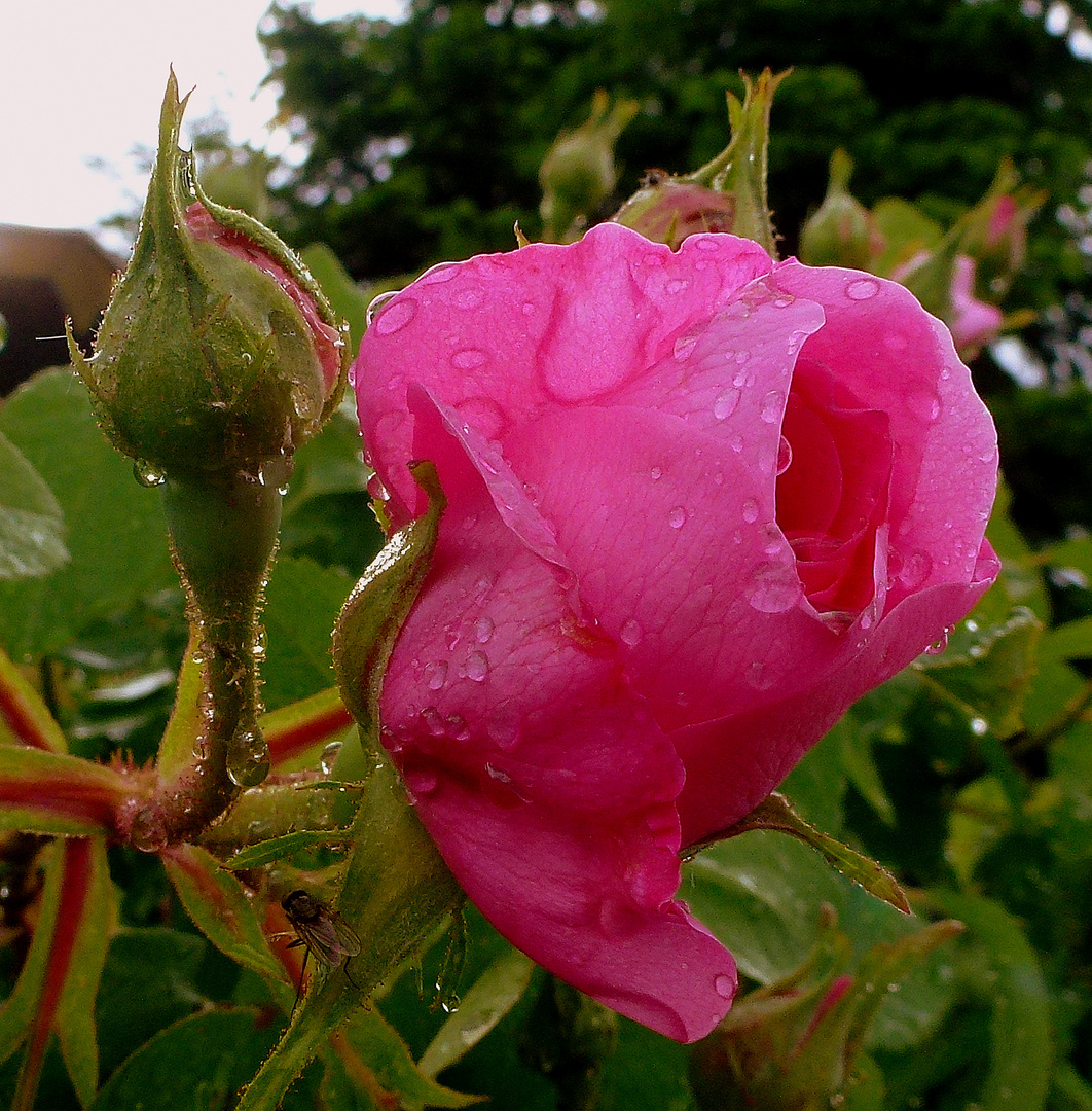 -Einen Sonntagsgruß aus unserem Garten-