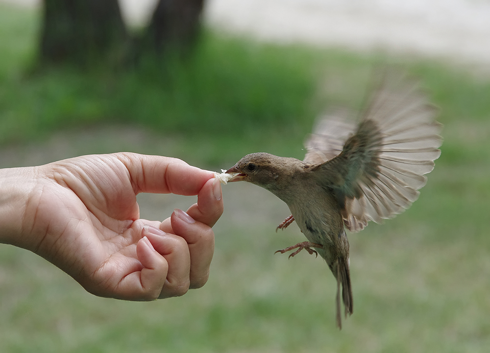 einen Spatz in der Hand