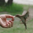 einen Spatz in der Hand