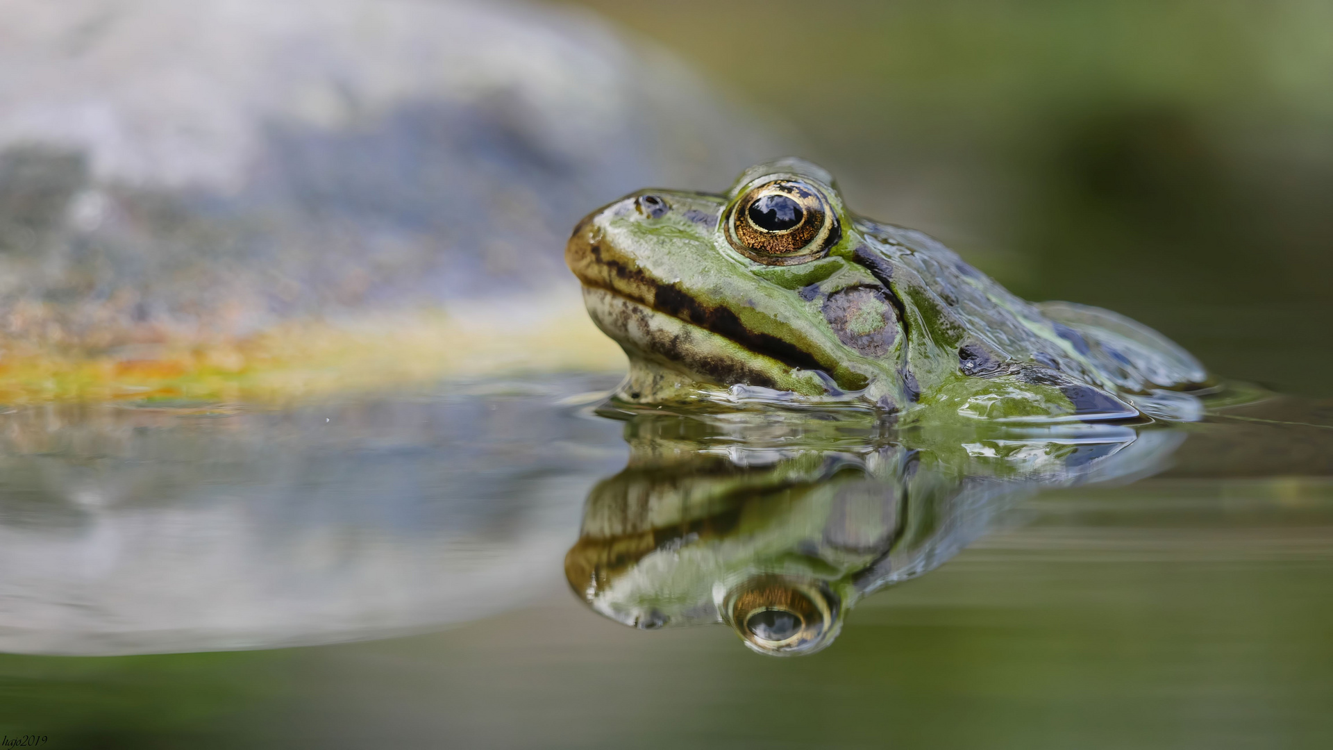 Einen Spiegelfrosch kann ich beisteuern...