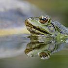 Einen Spiegelfrosch kann ich beisteuern...