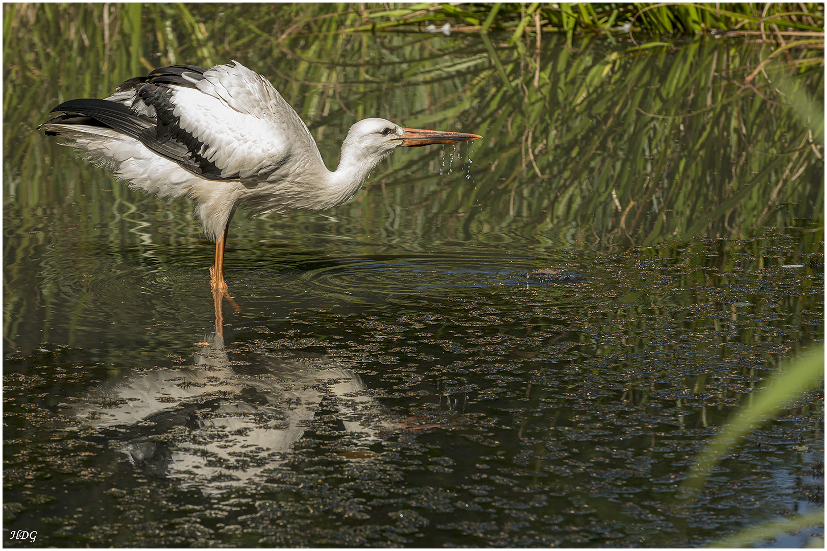 Einen Storch beim ...