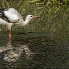 Einen Storch beim ...