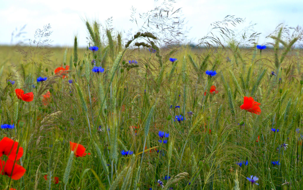 Einen strauss Blumen?