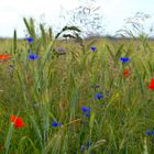 Einen strauss Blumen?